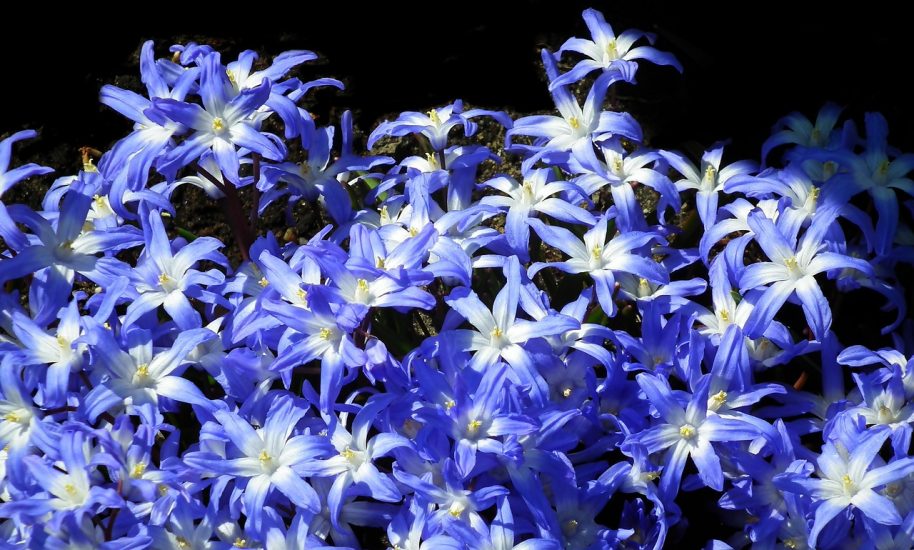 Blue Lucille's glory of the snow flowers growing outside