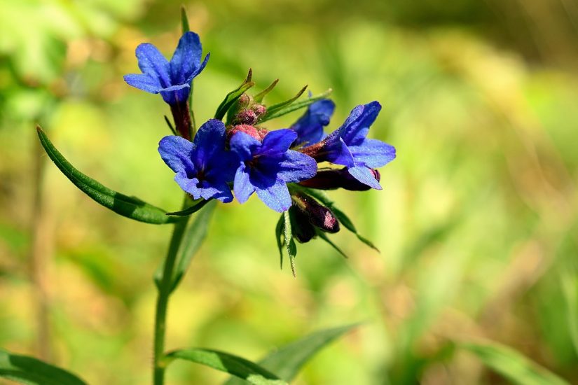 Blue lungwort flower growing outside