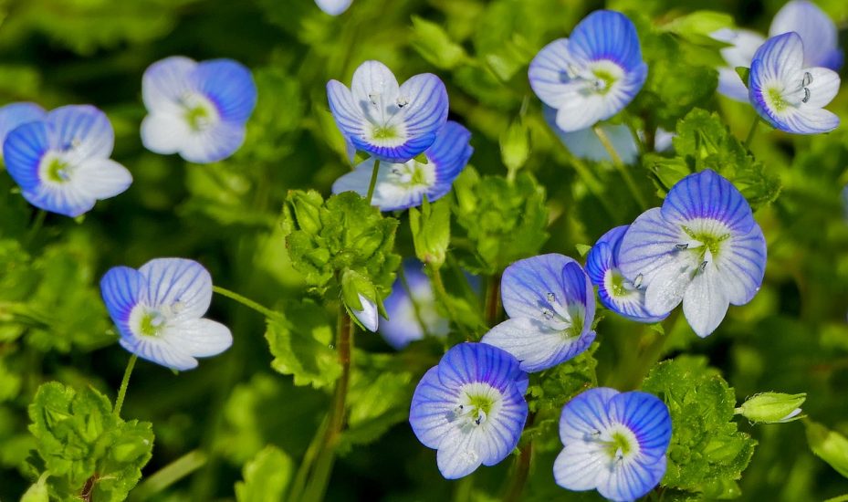 Birdeye speedwell flowers growing outside