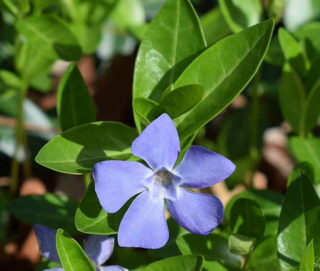 Blue periwinkle flower growing outside