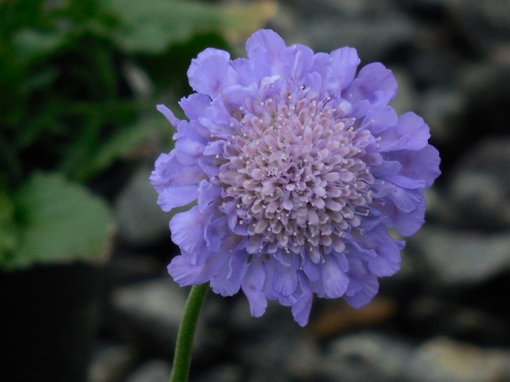 Close-up of bluish pincushion flower