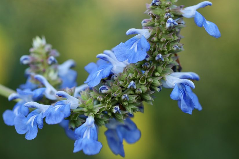 Azure blue sage flowers growing outside