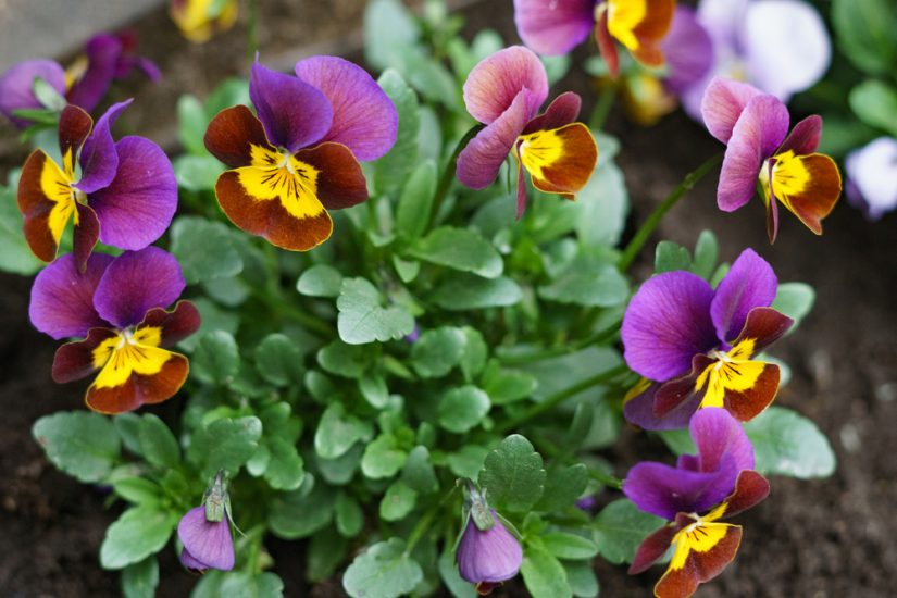 Violet flowers growing in a garden