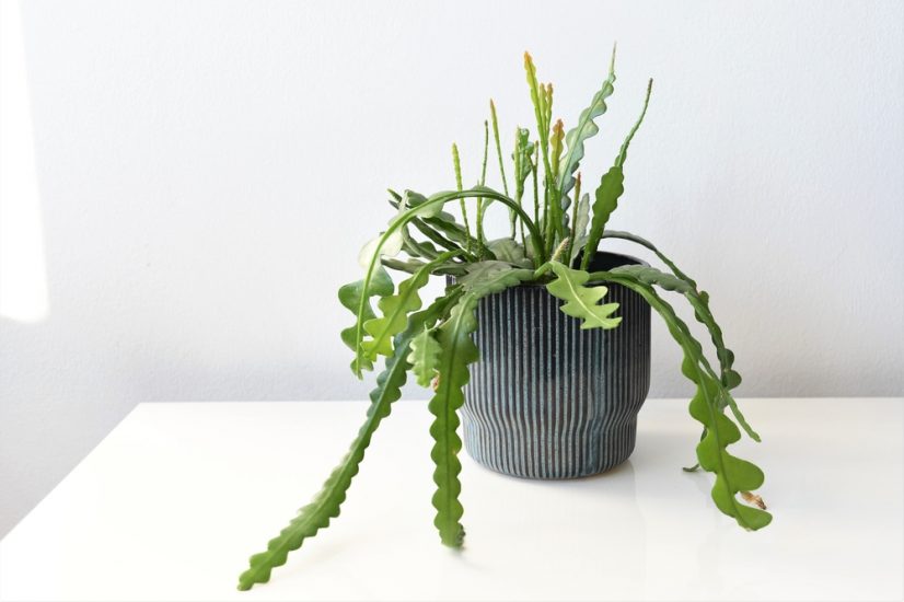 Potted fishbone cactus on a white table