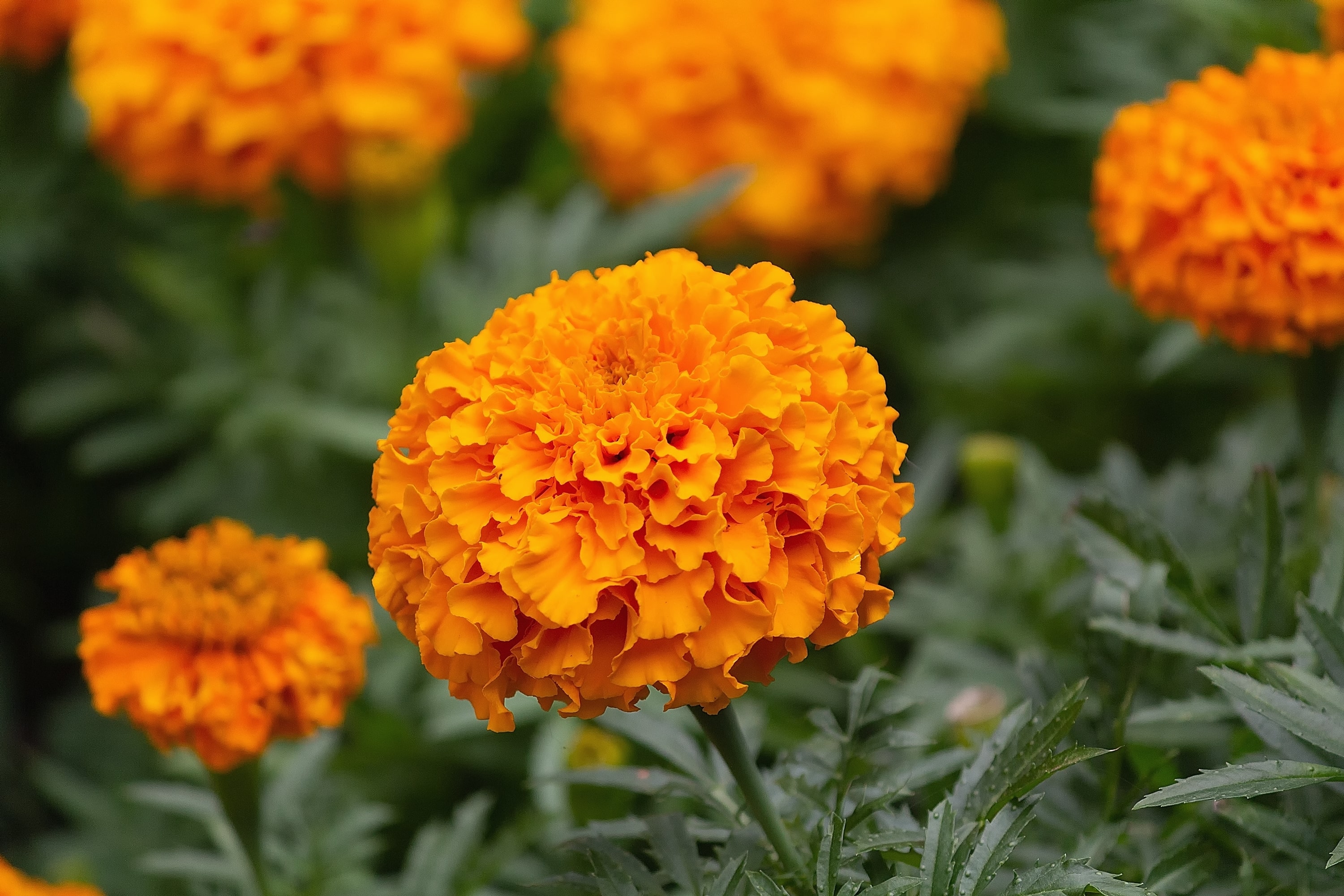 Marigold Meaning & Symbolism Bouqs Blog