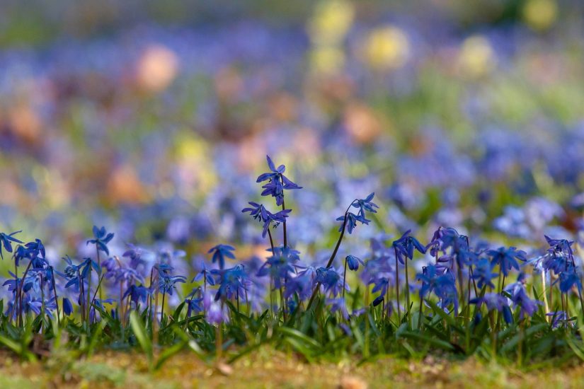 Row of siberian squill flowers growing outside