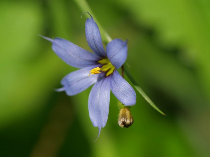 Close-up of blue-eyed grass flower