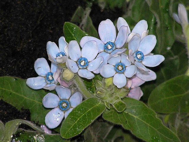 Blue tweedia flowers growing outside