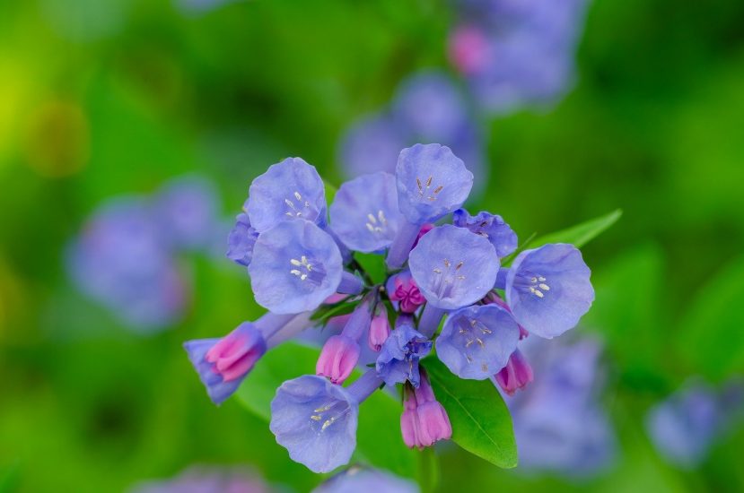 Bunch of Virginia bluebell flowers