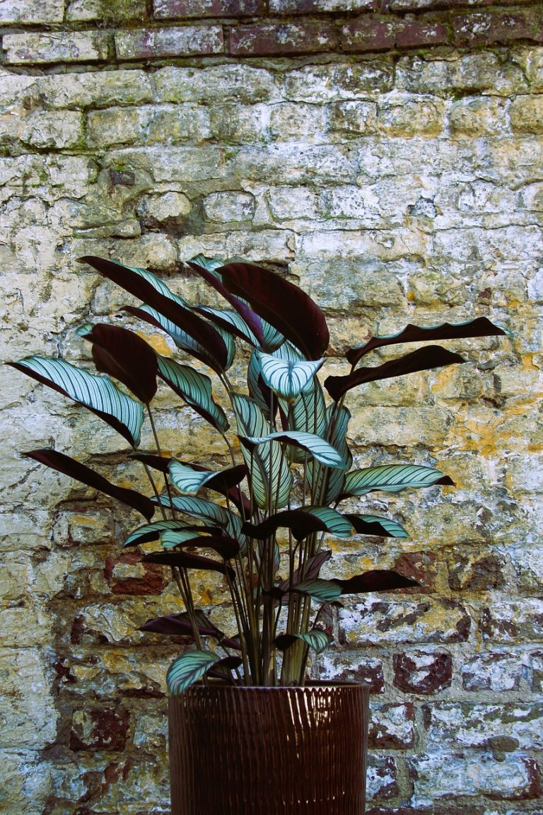 Stunning Cat Safe Plants For High Sun image