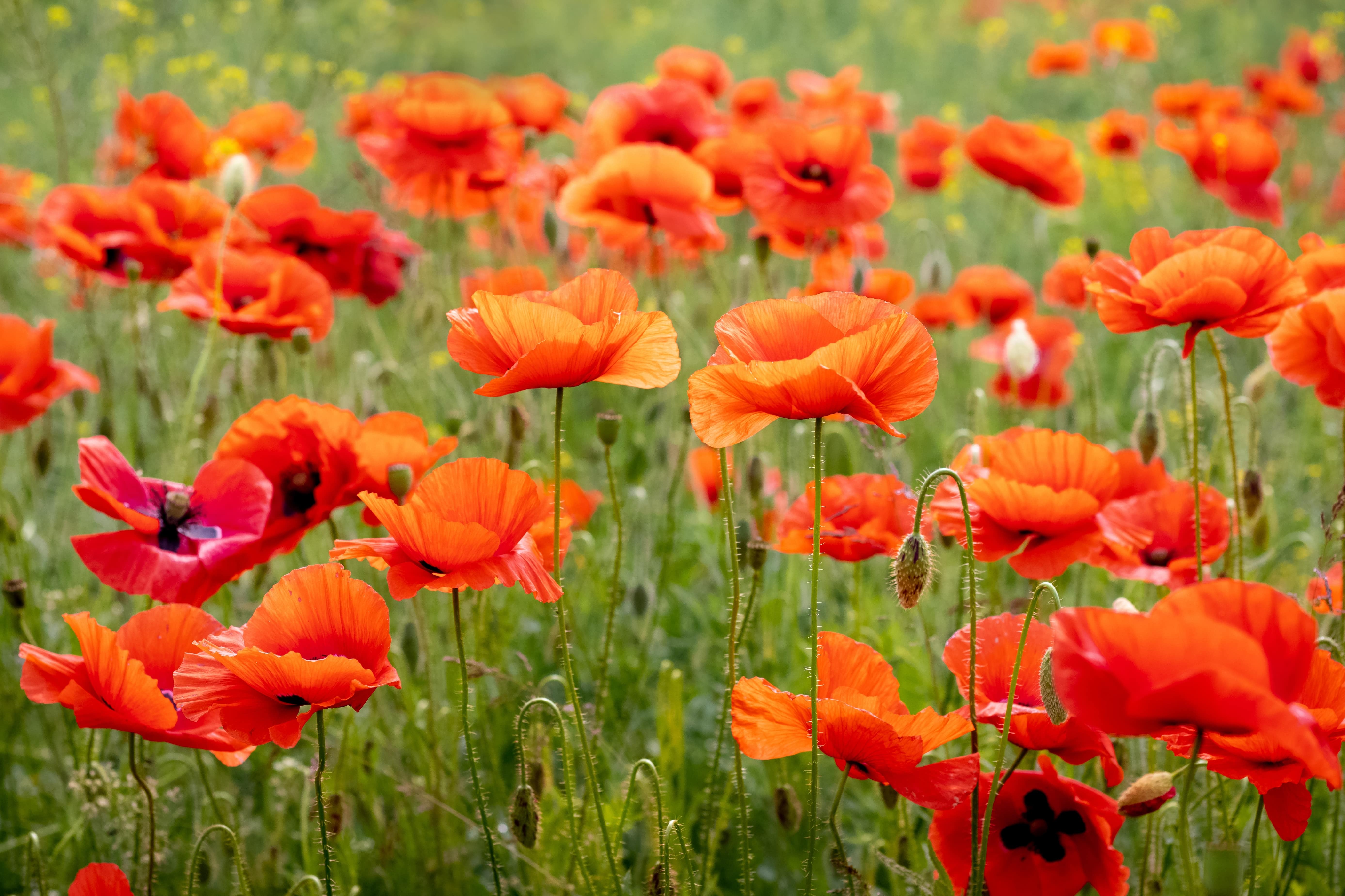 Poppy Poppy