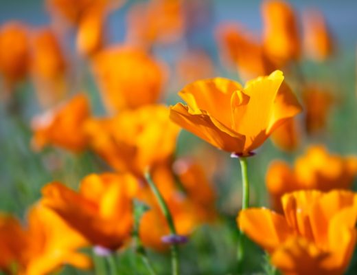 Close-up of a golden California poppy in a field