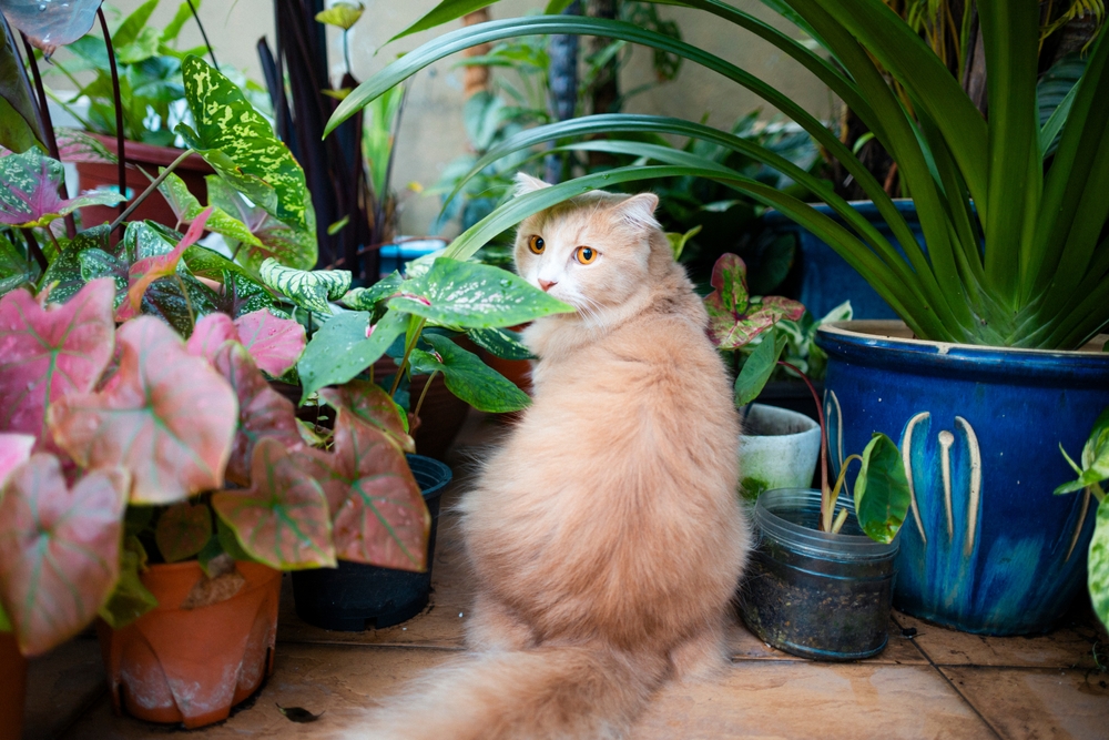 Wax Plant Toxic To Cats