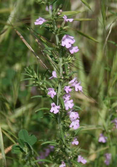 Acropolis whitweed flowers growing outside