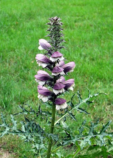 Bear's breeches plant growing outside