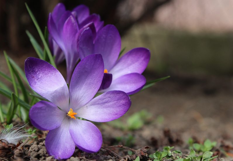 Close-up of purple-white saffron crocus flowers