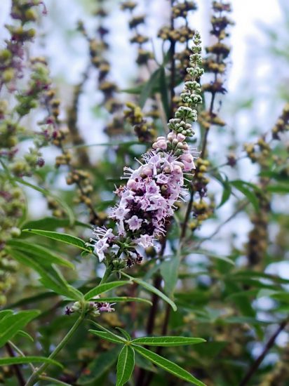 Chaste tree flowers growing outside