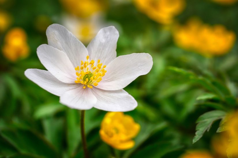 Close-up of a white anemone growing outside