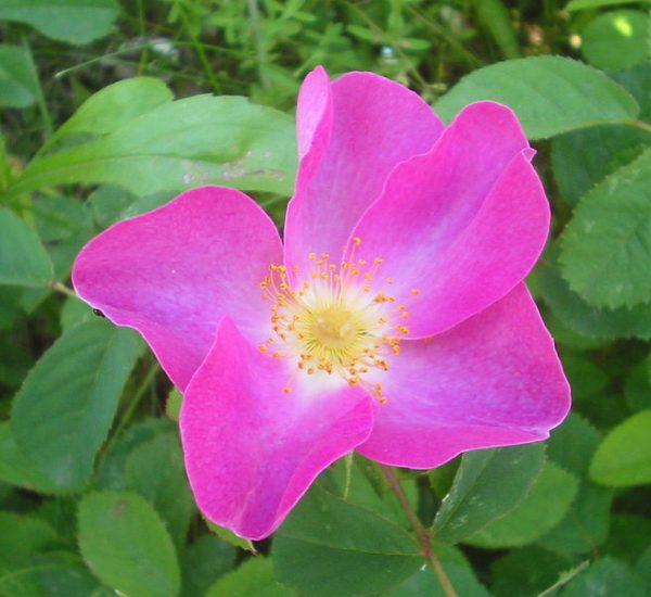 Close-up of a pink Gallic rose