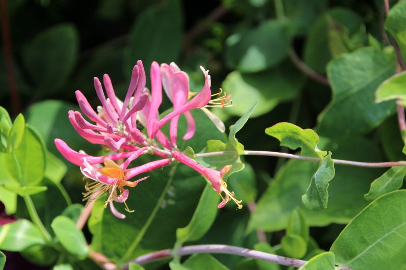 Pink coral honeysuckle flower growing outside