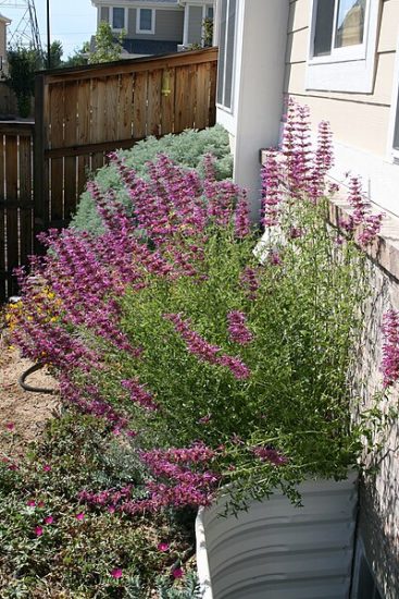 Hummingbird mint bush growing outside