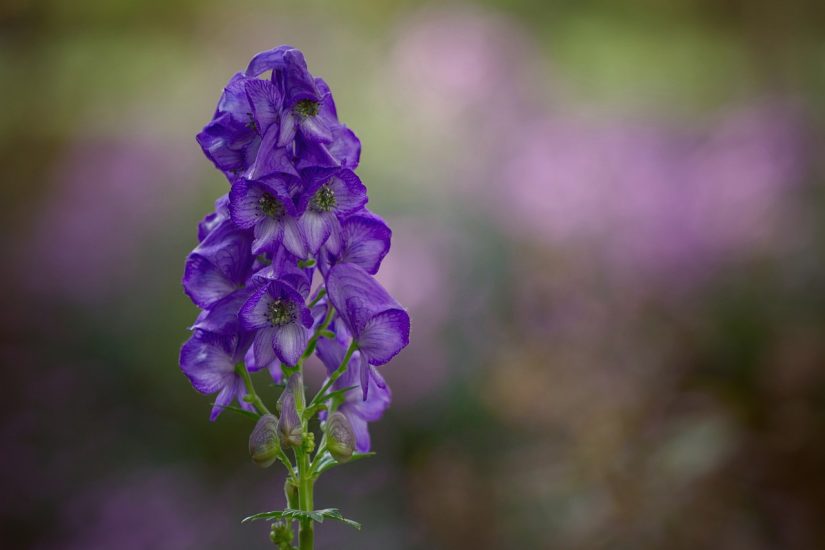 Purple monkshood flowers growing outside