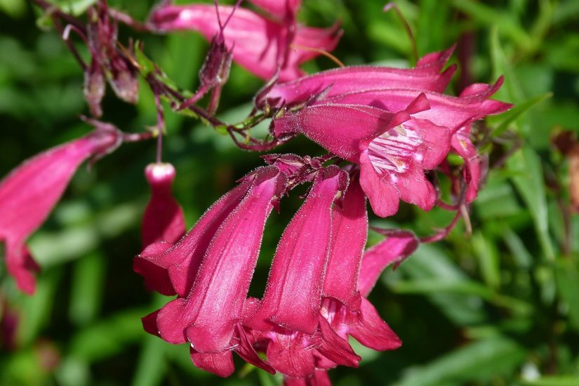 Pink penstemon flowers growing outside