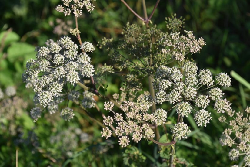 Bush of poison hemlock growing outside