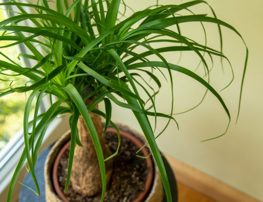 Ponytail palm plant in a pot indoors.