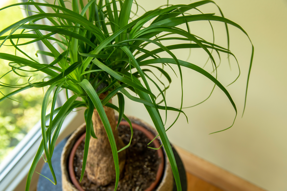 Ponytail palm plant in a pot indoors.