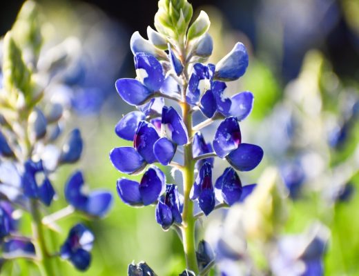 Close-up of a bluebonnet, the Texas state flower