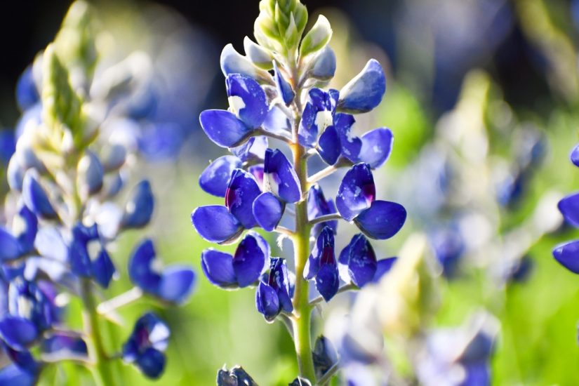 Close-up of a bluebonnet, the Texas state flower