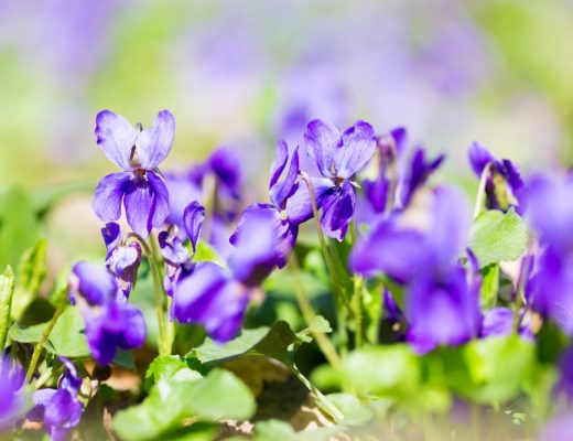 Group of violet flowers growing outside