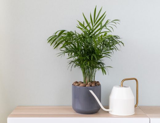 Potted parlor palm sitting on a shelf alongside a watering can