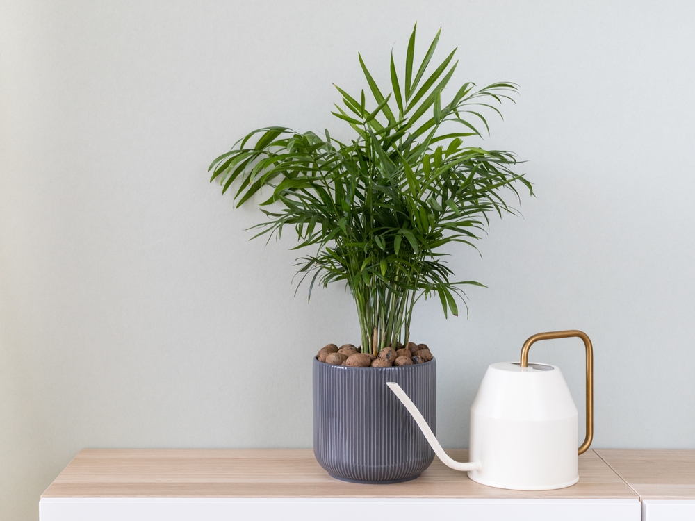 Potted parlor palm sitting on a shelf alongside a watering can