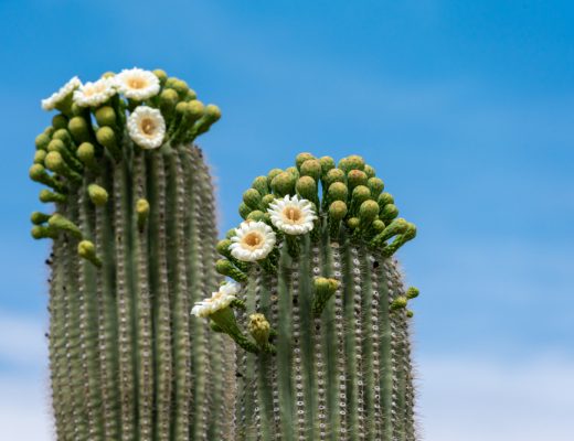 Saguaro cacti with blossoming white flowers.