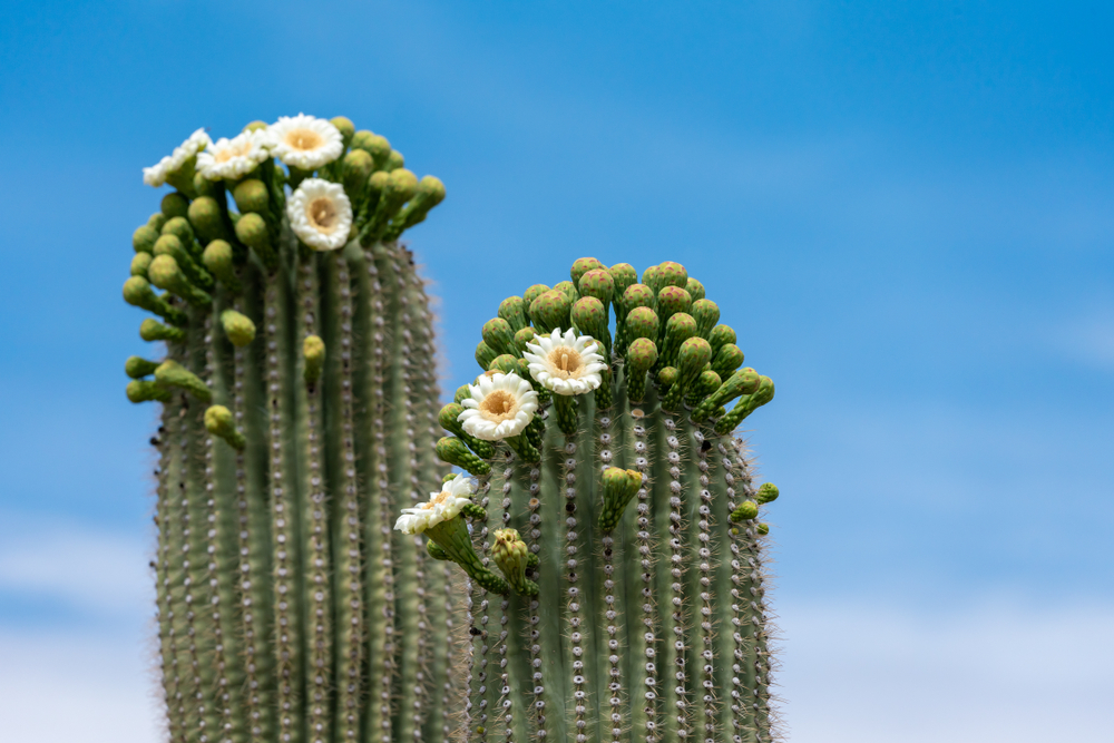 Saguaro cacti with blossoming white flowers.