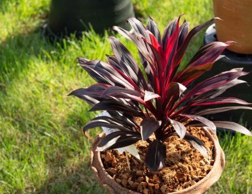 Red cordyline plant potted outside