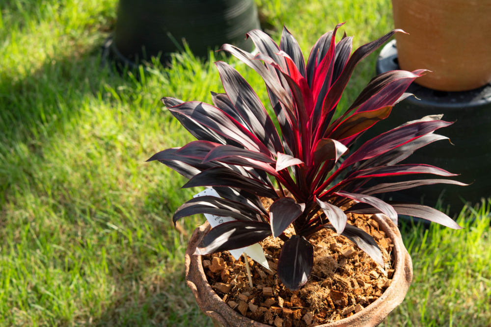 Red cordyline plant potted outside