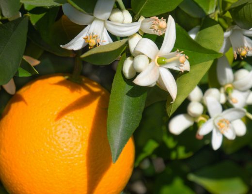 Orange blossom flowers growing outside alongside an orange fruit.