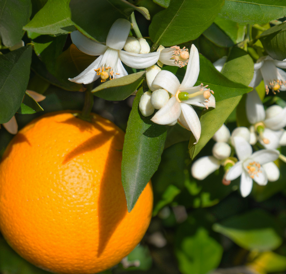 Orange blossom flowers growing outside alongside an orange fruit.