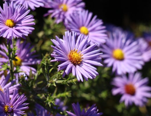 Violet asters growing outside in the sun.