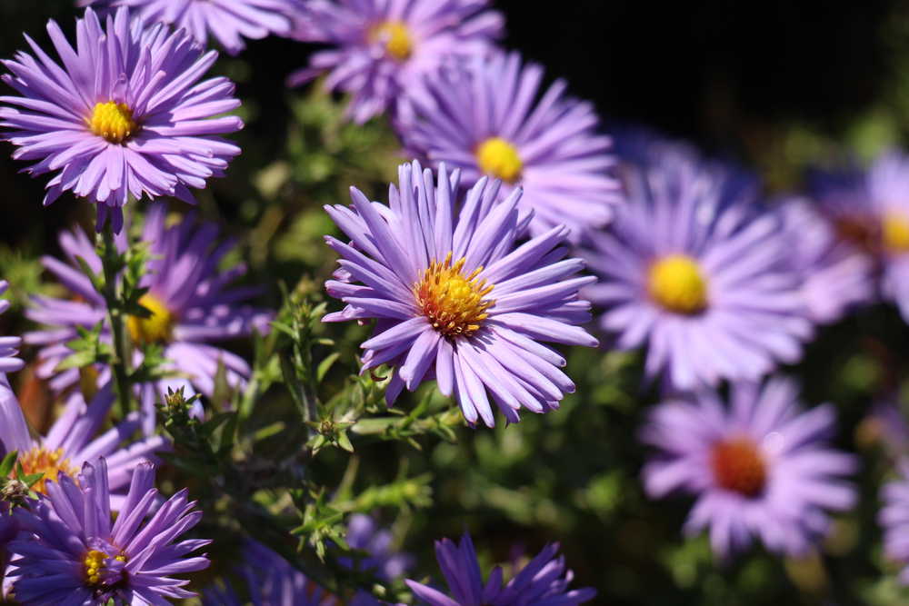 Violet asters growing outside in the sun.