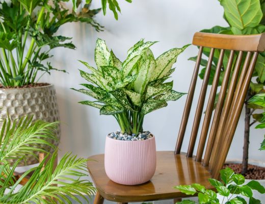 Chinese evergreen plant potted in the middle of a room with other plants