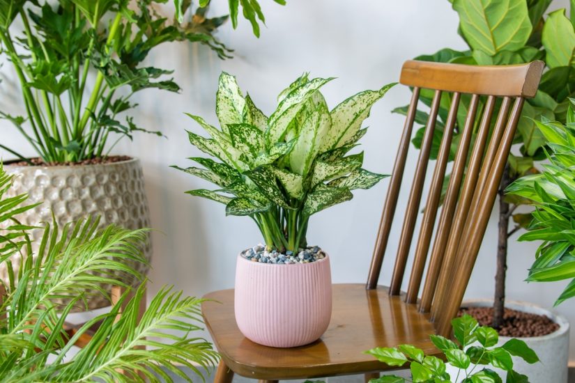 Chinese evergreen plant potted in the middle of a room with other plants