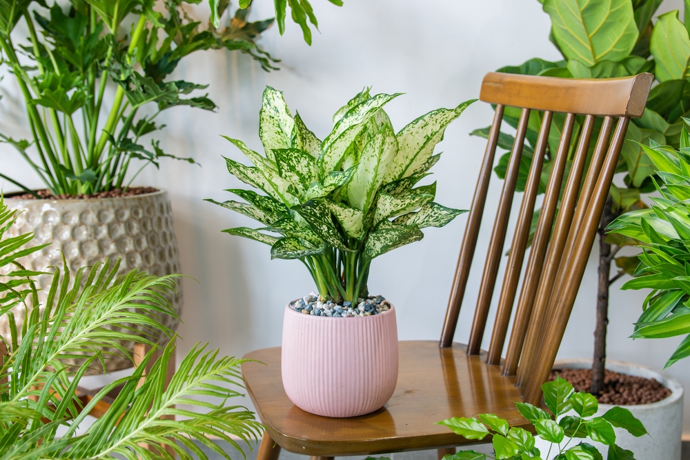 Chinese evergreen plant potted in the middle of a room with other plants