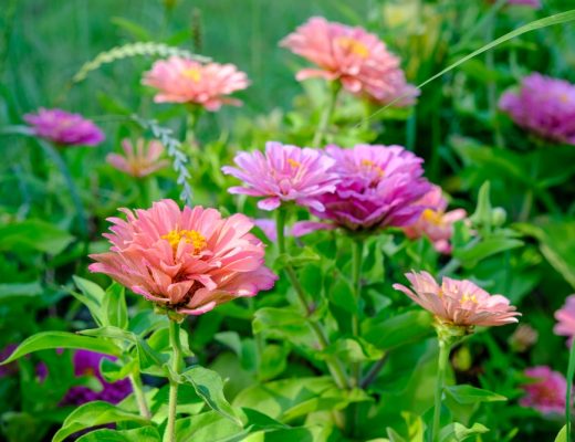 Colorful zinnia flowers growing in a field.