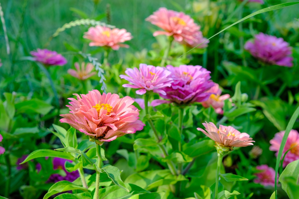 Colorful zinnia flowers growing in a field.