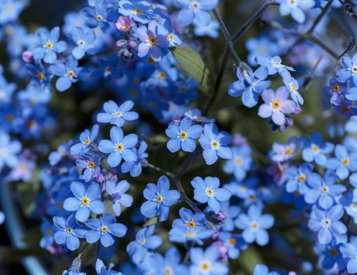 Field of forget-me-not flowers growing outside