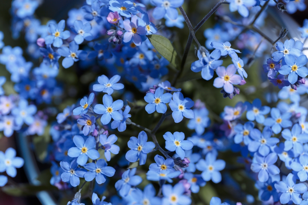 Field of forget-me-not flowers growing outside